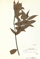 藏品(香桂)的圖片